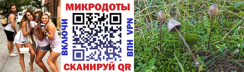 Галлюциногенные грибы Magic Shrooms  закладка  Дубовка 